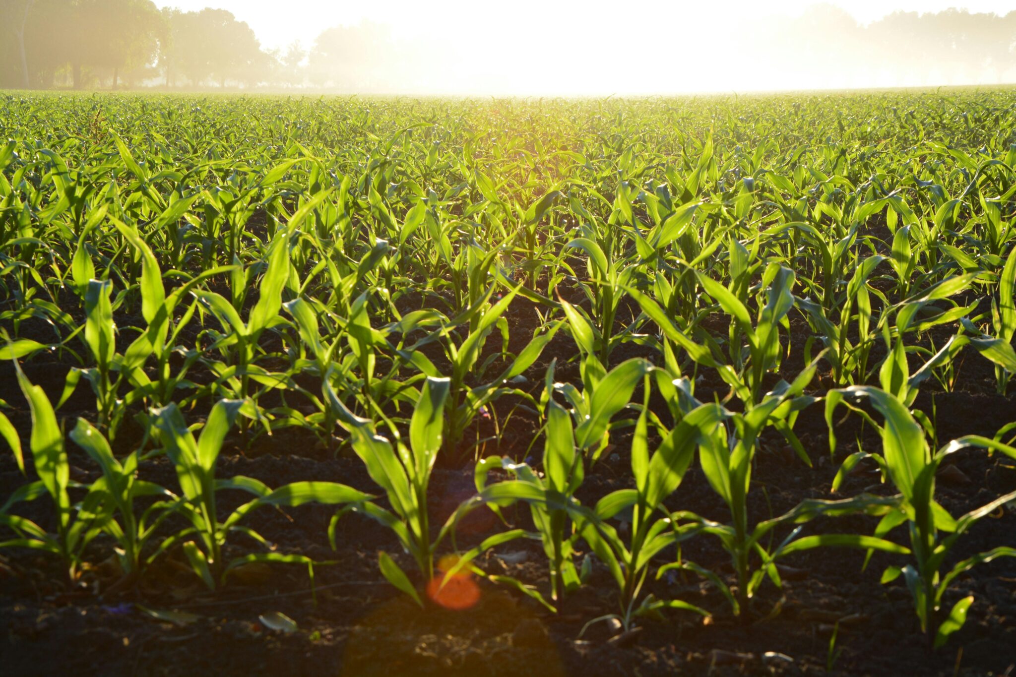 Farm Tax Preparation Being Shown By the Field of Crops